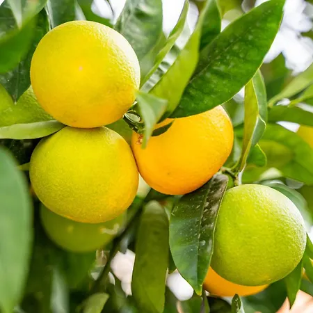 Appartamento Valandou